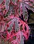 Klon palmowy (Acer palmatum) 